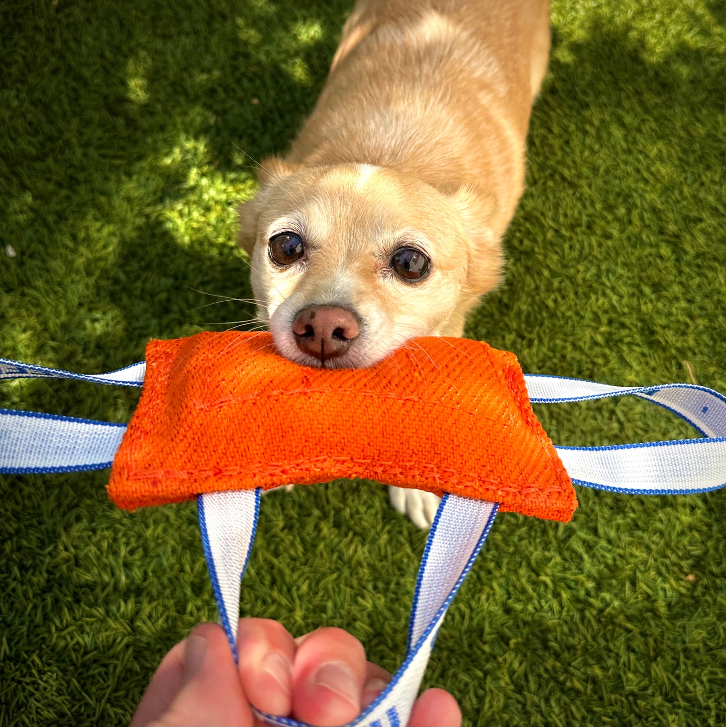 Beefy Mini Bite Cushion (orange)