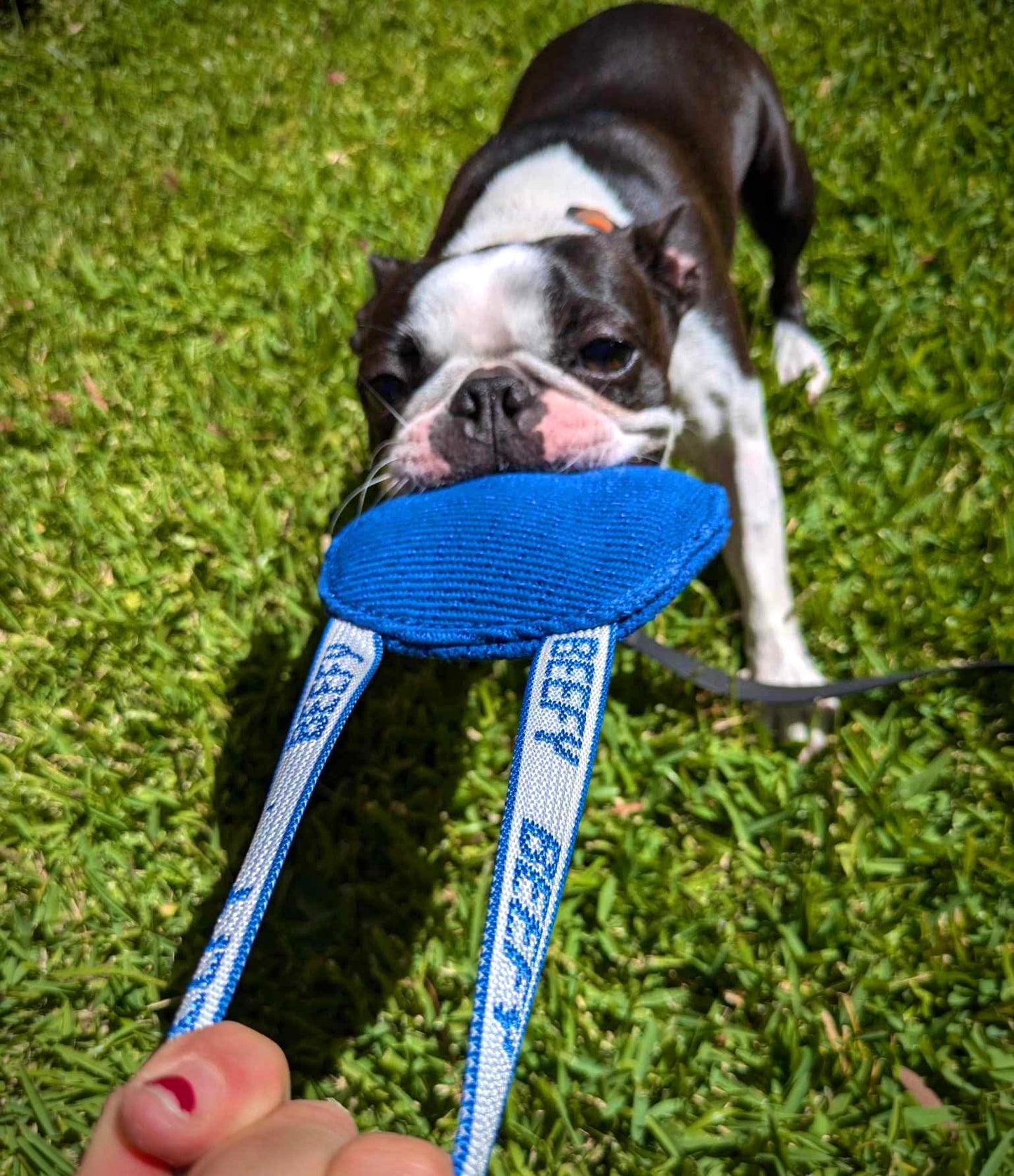 Beefy Flat Round Tug (blue)