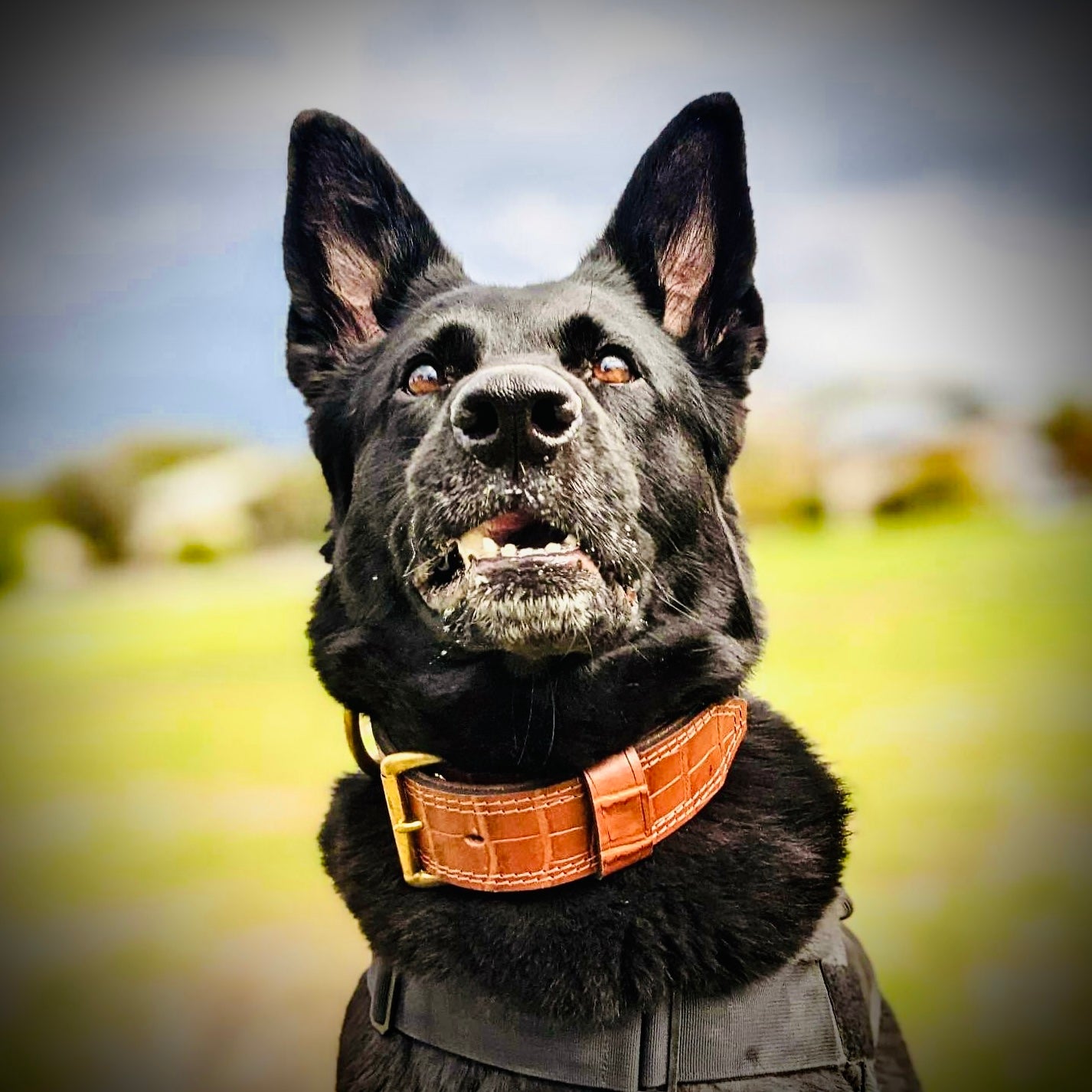 Beefy 2 inch T-Bone 2 inch Limited Light