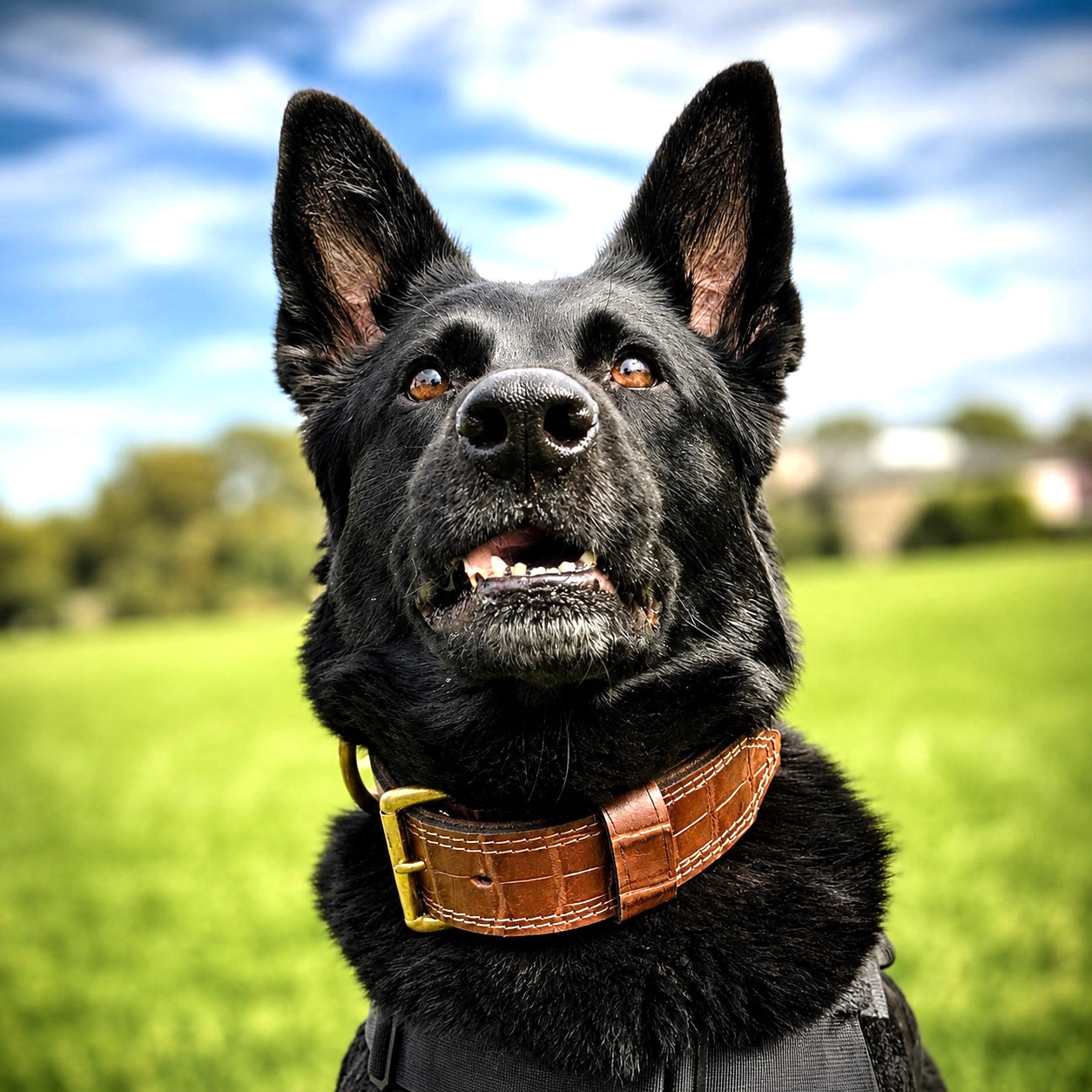 COLLARS & LEADS